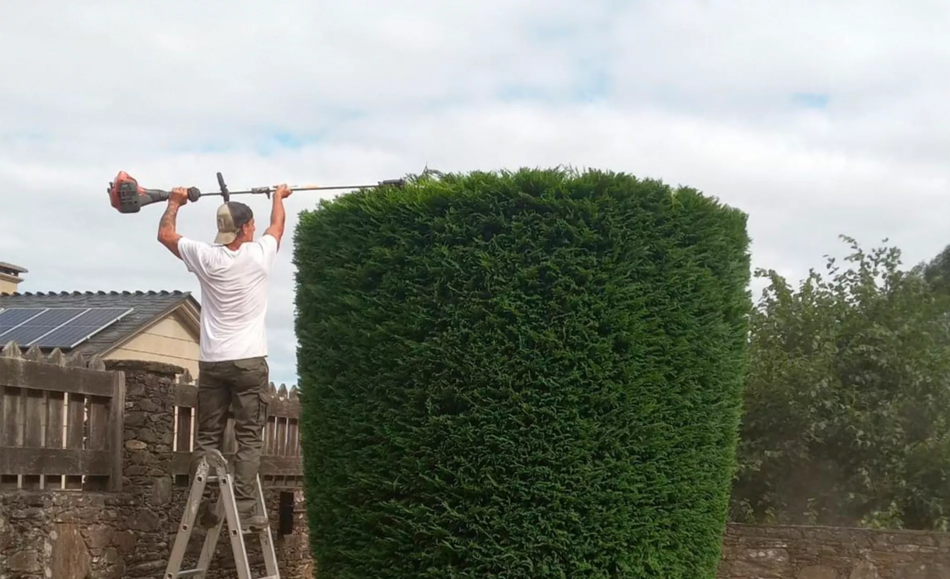Servicio profesional de poda de árboles en A Coruña