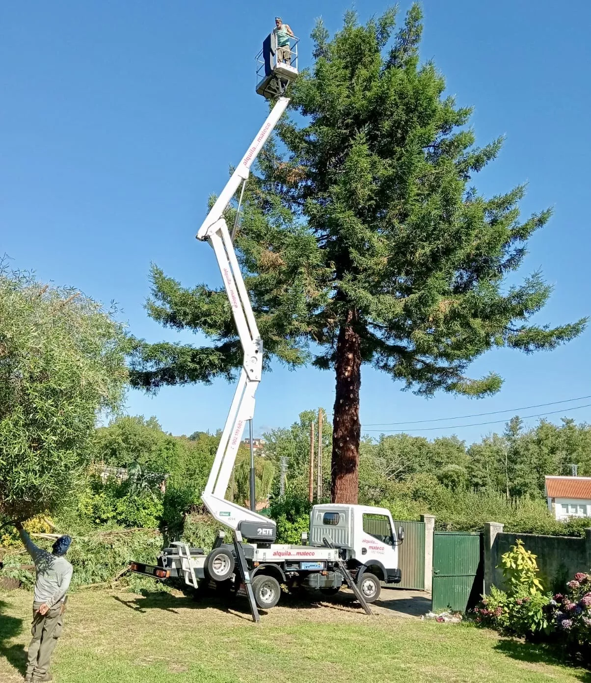 Empresa especializada en poda de árboles en A Coruña